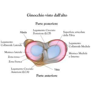 Gonalgia