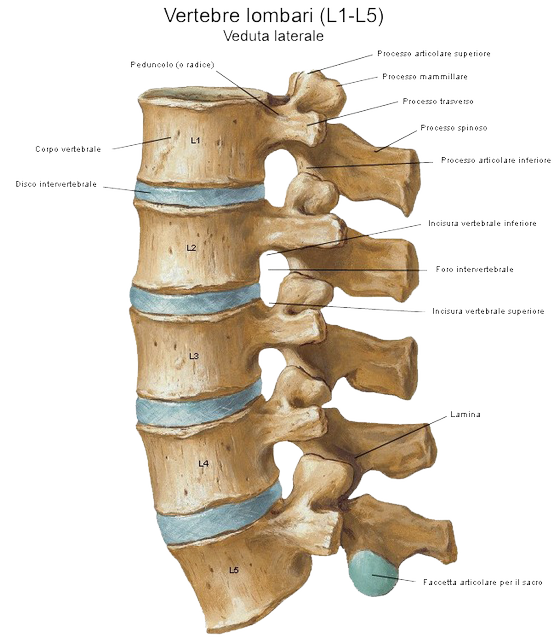 Vertebre Lombari